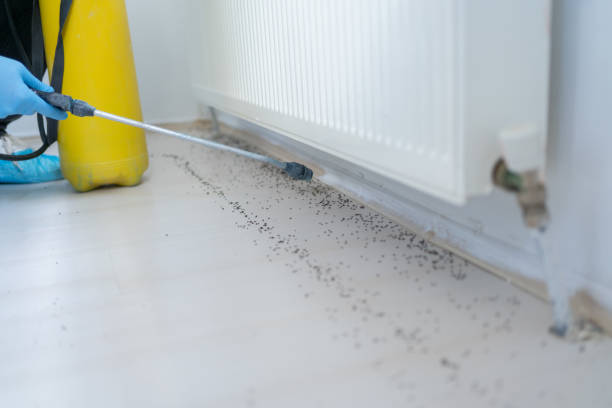 Best Ant Control Services  in Dilworth, MN